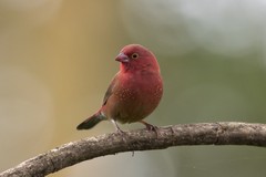 Red-billed firefinch. Females are rather less colourful being more brownish overall
