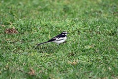 The African pied wagtail is common throughout East Africa