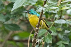 The female collared sunbird does not have the purple throat