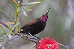 The irridescent patches on the amethyst sunbird show up differently depending on the viewing angle