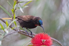 amethyst sunbird, although here the throat appears more red-orange. It depends on the viewing angle