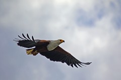 A magnificent African fish eagle glides overhead