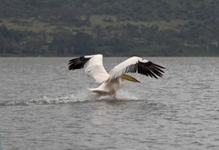 A great white pelican taxiing to a halt