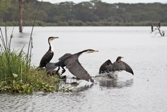 White-breasted cormorants taking off. This species is found in Southern and Western Kenya and along the Great Rift