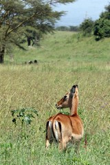 In the rainy season the grass is very long. Ok for impala but the Thompson's gazelles will move off