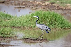 Lake Nakuru is a Ramsar site - an<br/> internationally recognised important wetland. There is a lot of birdlife around and on the lake including this Black-headed heron