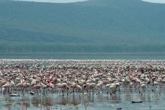Lake Nakuru was world famous for the two types of flamingos (greater and lesser) that lived here in their millions. Since the lake level rose in 2014 they have largely moved on to lakes Bogoria, Elementaita and Natron