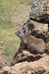 Baboon cliffs are the easiest place to spot hyraxes basking on the rocks