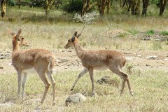 A couple of female mountain reedbucks. They live along the Rift valley mostly at altitudes above 1500m