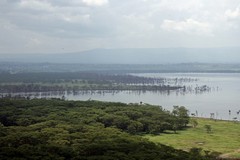 You can see the extent to which the lake has risen by looking at the lines of drowned trees. Also apparent is how close Nakuru town is to the Northern end of the Park.