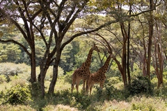The very rare Rothschild's or Lake Baringo giraffe.