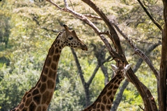 Rothschild's giraffe showing details of colour markings