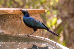 Ruppell's long-tailed starling.
