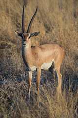 Grant's gazelles are common in Meru