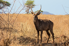 A common waterbuck standing as they usually do