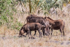 The large droopy sub-orbital warts indicate that this is a desert warthog - found only in Kenya and the Horn of Africa