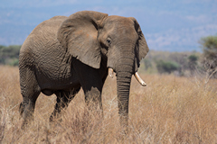 An elephant strolls across the parched savannah