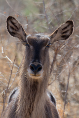 Close up of a female common waterbuck