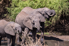 The abundance of water in Meru all year round makes it ideal for elephants