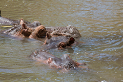 As the dry season progresses the hippos are confined to smaller and smaller stretches of the rivers
