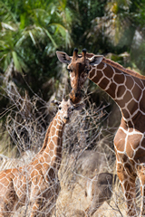 Mother and young reticulated giraffe