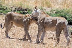 Lionesses greeting each other