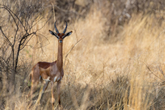 Beautiful male gerenuk in the bushy habitat that it prefers