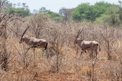 Beisa oryx prefer very dry areas. The oryx has a lower water turnover than a camel