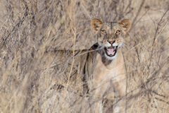 This lioness's manner changed in an instant when she spotted a human out in the open