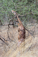 1823 With its long legs and neck the gerenuk gets a two metre reach