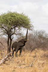 Elephant using its trunk to extend its reach. Or it could just push the tree over