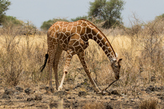 1825 The reticulated girafe is gnawing on the bones of gazelle. It does this to obtain calcium and phosphorus