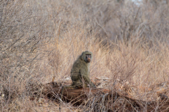 Olive baboons are widespread in Meru although they exhibit some of the pelage traits of Yellow baboons found in Kora