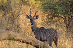 1833 Male lesser kudu showing the white crescents on its neck that make it easy to distinguish from the greater kudu