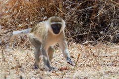 A curious vervet monkey