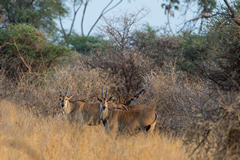 Eland, the biggest antelope