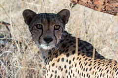 Closeup showing the cheetah's beautiful eyes
