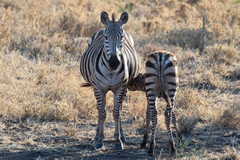 Grant's zebra mother and foal