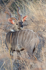 1846 Lesser kudu