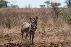 Grevy's zebras like to roll in the soil for a dustbath which can send them a little bit orange in colour