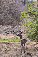 Lesser kudu with very good horns