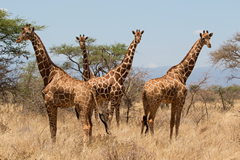 Small herd of reticulated giraffe
