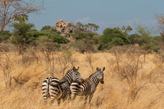Zebras can cope with the low quality dried dry grass until the rains arrive. They can also eat shrubs herbs leaves and bark