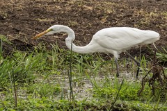 A great egret stalking frogs in a stream