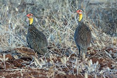 Yellow-necked spurfowl are extremely common in Meru