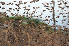 Red-billed queleas are the World's most numerous bird. Flocks can contain millions of individuals