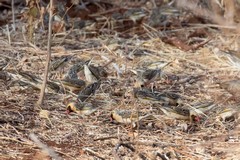 A closer look at some red-billed queleas