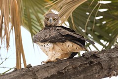 The martial eagle is one of the biggest African eagles. It is capable of taking a young impala