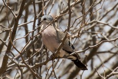  The emerald-spotted wood-dove loves the dry scrubby country of Meru
