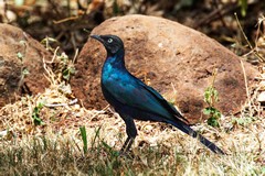 At 14 inches long, Ruppell's long-tailed starling is one of the biggest in East Africa